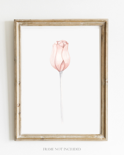 Flower Wall Art - Delicate Watercolor Tulip