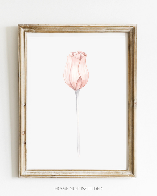 Flower Wall Art - Delicate Watercolor Tulip